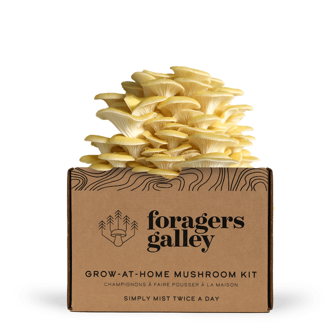 Golden Oyster image 0