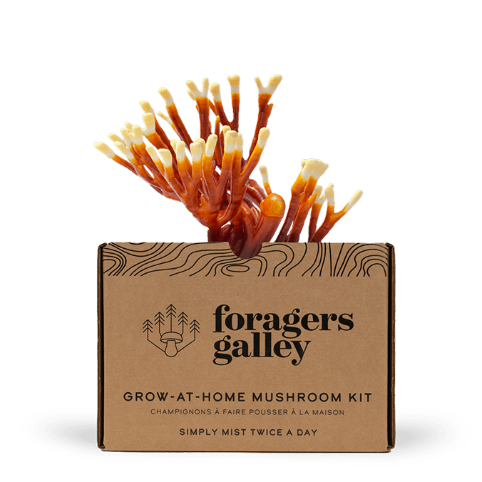 Antler Reishi Grow Kit